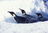 Emperor Penguins in Dive Hole, Antarctica Fine Art Print