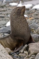 Antarctica, Cuverville Island, Antarctic fur seal Fine Art Print