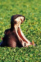 Hippopotamus making a threat display, Masai Mara Game Reserve, Kenya Fine Art Print