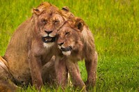 African lions, Ngorongoro Conservation Area, Tanzania Fine Art Print