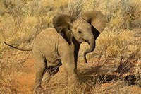 Baby African Elephant, Samburu Game Reserve, Kenya Fine Art Print