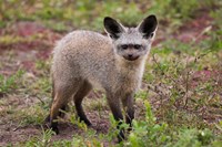 Bat-eared fox, Serengeti NP, Tanzania. Fine Art Print