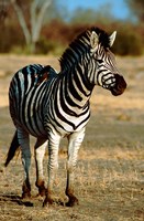 Botswana, Chobe NP, Linyanti, Burchell's zebra Fine Art Print