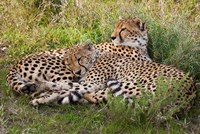 Cheetahs, Serengeti National Park, Tanzania Fine Art Print
