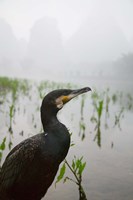 Cormorant by the Li River, China Fine Art Print