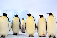 Emperor Penguins, Atka Bay, Weddell Sea, Antarctica Fine Art Print