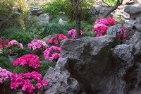 Flowers and Rocks in Traditional Chinese Garden, China Fine Art Print