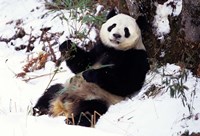 Giant Panda With Bamboo, Wolong Nature Reserve, Sichuan Province, China Fine Art Print