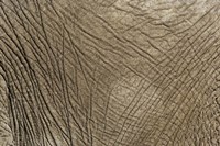 African Elephant skin, Masai Mara, Kenya Fine Art Print