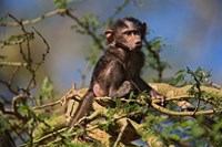 Baby Olive Baboon, Lake Nakuru National Park, Kenya Fine Art Print