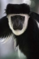 Black and White Colobus Monkey, Lake Nakuru NP, Kenya Fine Art Print