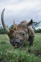 Black Rhinoceros, Kenya Fine Art Print