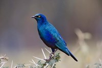 Blue-eared Glossy Starling bird, Lake Nakuru NP, Kenya Fine Art Print