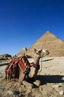 Camel at Cheops, The Great Pyramid, Khafre or Chephren Fine Art Print