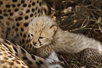 Cheetah cub, Acinonyx jubatus, Masai Mara, Kenya Fine Art Print