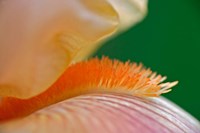 Close-up of hybrid Bearded Iris flower, Louisville, KY by Adam Jones - various sizes, FulcrumGallery.com brand