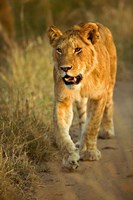 Female Lion Walking At Sunset, Masai Mara, Kenya Fine Art Print