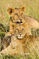 Group of lion cubs, Panthera leo, Masai Mara, Kenya Fine Art Print