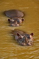 Hippopotamus in river, Masai Mara, Kenya Fine Art Print