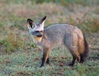 Bat-eared Fox, Serengeti, Tanzania Fine Art Print