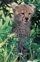 Cheetah Cub, Masai Mara Game Reserve, Kenya Fine Art Print