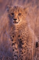 Cheetah, Phinda Reserve, South Africa Fine Art Print