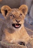 Close-Up of Lion, Okavango Delta, Botswana Fine Art Print