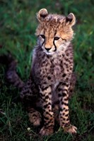 Africa, Kenya, Masai Mara Game Reserve. Cheetah Cub Fine Art Print