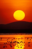 Flock of Lesser Flamingos Reflected in Water at Sunrise, Amboseli National Park, Kenya Fine Art Print