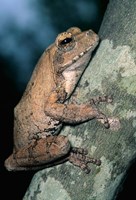 Grey Frog, Kruger NP, South Africa Fine Art Print