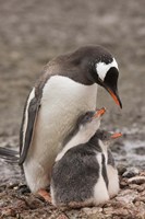 Antarctica Aitcho Island Gentoo Penguin