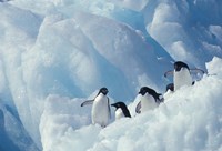 Adelie Penguins, Antarctica Fine Art Print