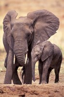 African Elephants, Tarangire National Park, Tanzania Framed Print