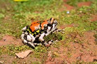 Africa, Madagascar, Isalo. Terrible frog Fine Art Print