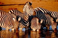 Botswana, Chobe NP, Linyanti Reserve, zebra Fine Art Print