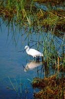 Botswana, Okavango Delta. Egret wildlife Fine Art Print