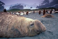 Elephant Seal and King Penguins, South Georgia Island, Antarctica Fine Art Print