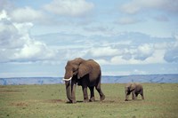 African baby elephant with mother, Masai Mara Game Reserve, Kenya Fine Art Print