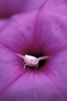 Crab Spider on Flower, Gombe National Park, Tanzania Fine Art Print