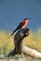 Botswana, Chobe NP, Carmine Bee Eater bird, Chobe River Fine Art Print