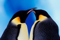 Emperor Penguin Pair, Antarctica Fine Art Print