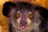 Aye-Aye, Madagascar Fine Art Print
