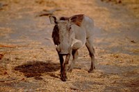 Botswana, Chobe NP, Linyanti, Warthog Fine Art Print