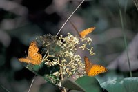 Butterflies, Gombe National Park, Tanzania Fine Art Print