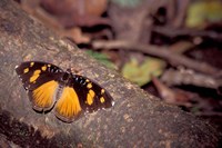 Resting Butterfly, Gombe National Park, Tanzania Fine Art Print