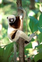 Coquerel's Sifaka, Western Dry Forest, Madagascar Fine Art Print