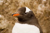 Fledgling Gentoo Penguin, Antarctica Fine Art Print