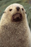Antarctic Fur Seal, White Morph, South Georgia Island, Antarctica Fine Art Print