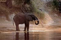 Elephant at Water Hole, South Africa Fine Art Print