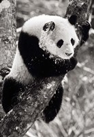 China, Sichuan, Giant Panda Bear, Wolong Reserve Fine Art Print